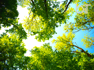 Development & Trees: Key Issues