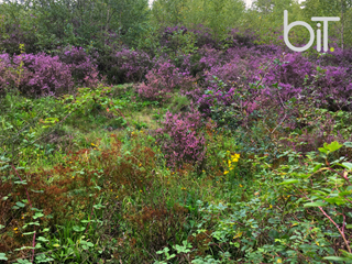 Habitat and Vegetation Surveys