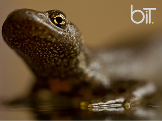 Priority & Protected Species Surveys and Mitigation