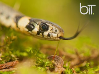 Reptile News